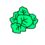 cabbage